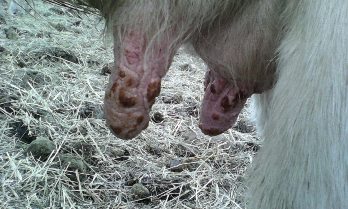 Mastitis en vacas