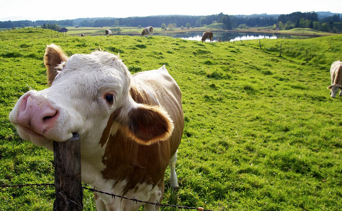 Vaca feliz