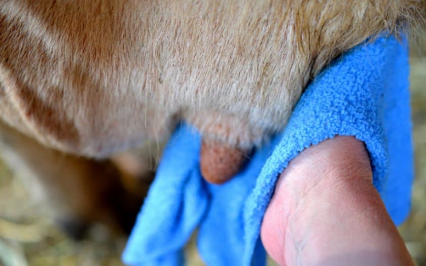 Masaje para una vaca con mastitis