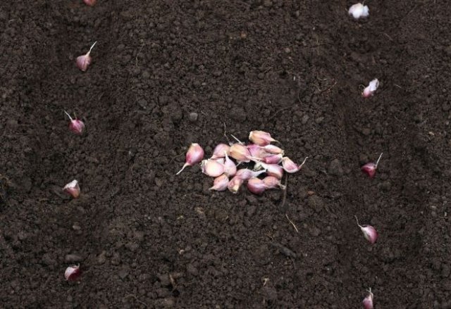 Plantando ajo