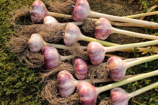 Cosecha de ajo