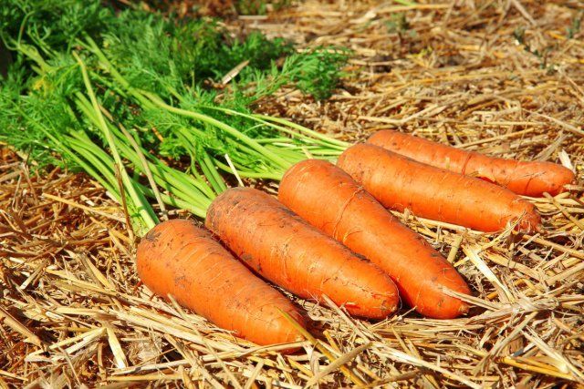 Cosecha de zanahorias