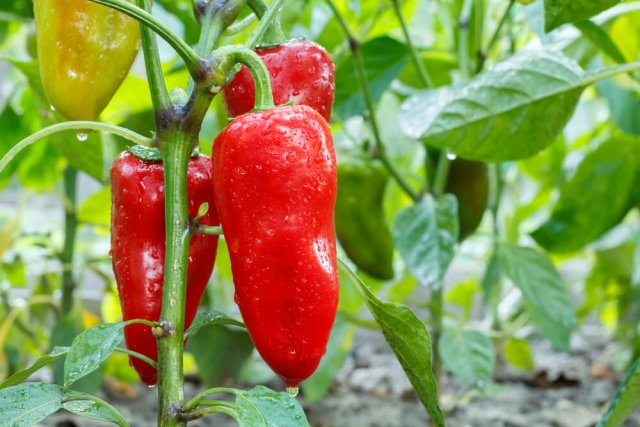 Frutos de pimiento maduros