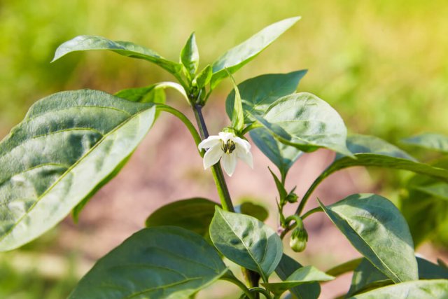 Pimiento en flor