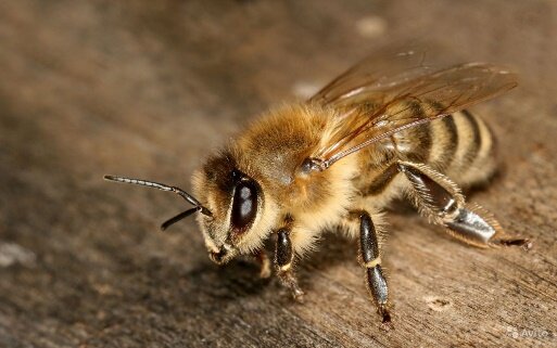 Abeja oriol