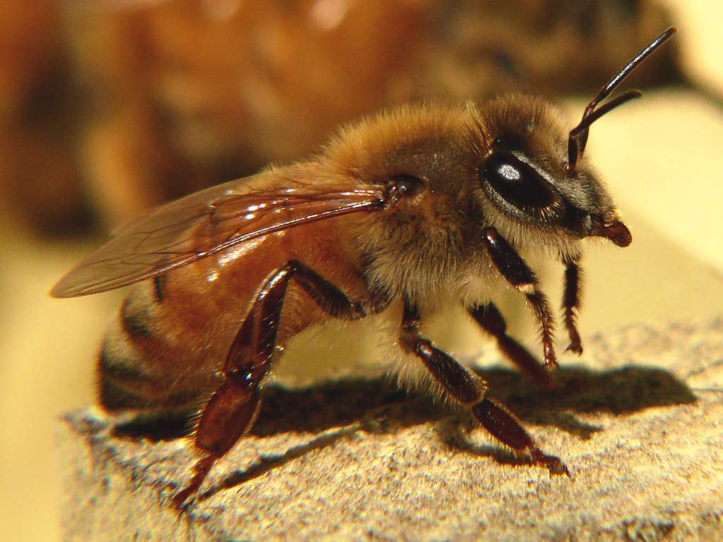 Abeja italiana