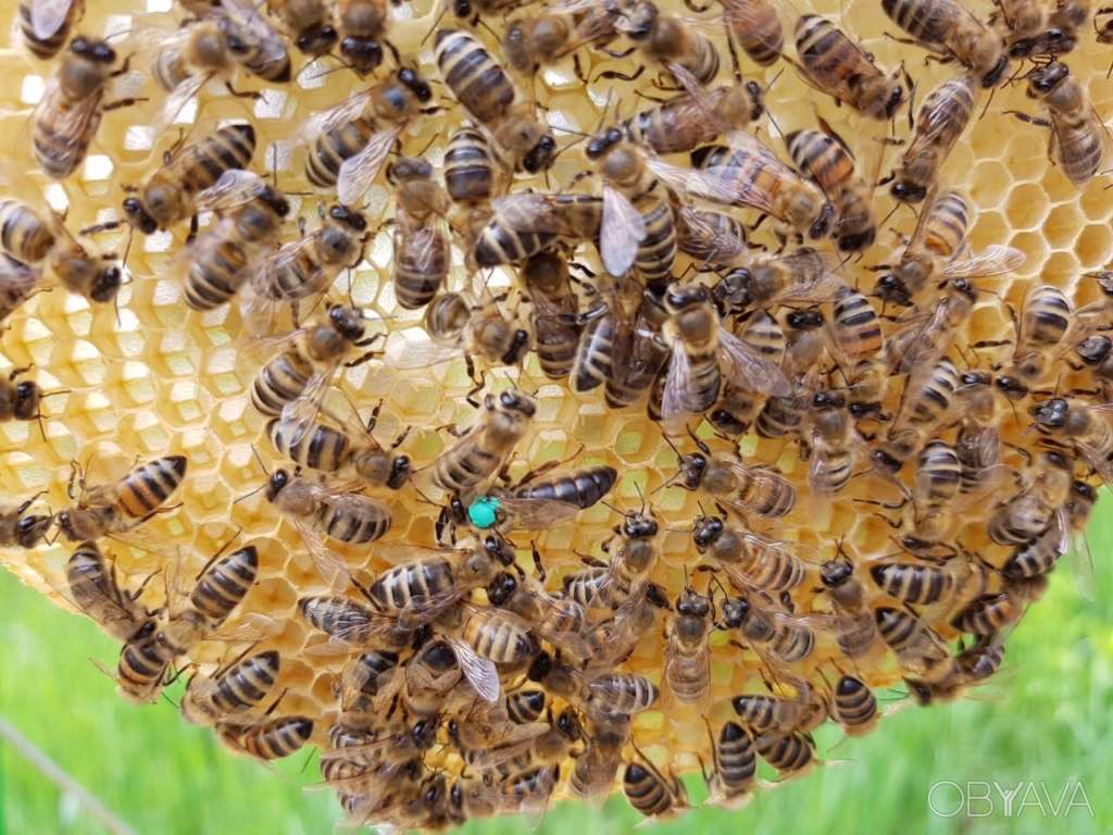 Abejas Vuchkovskie