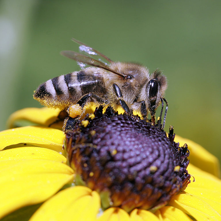 abeja caucásica