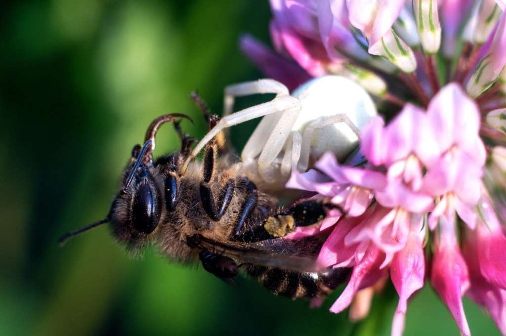 abeja georgiana