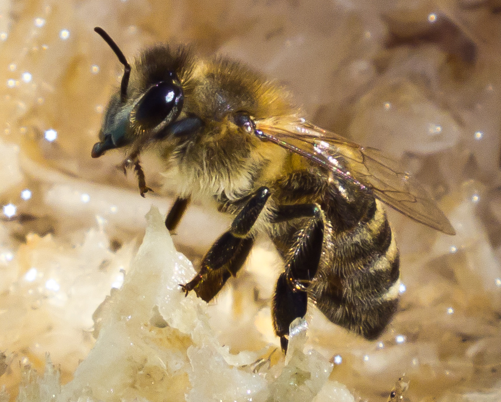 abeja carniola