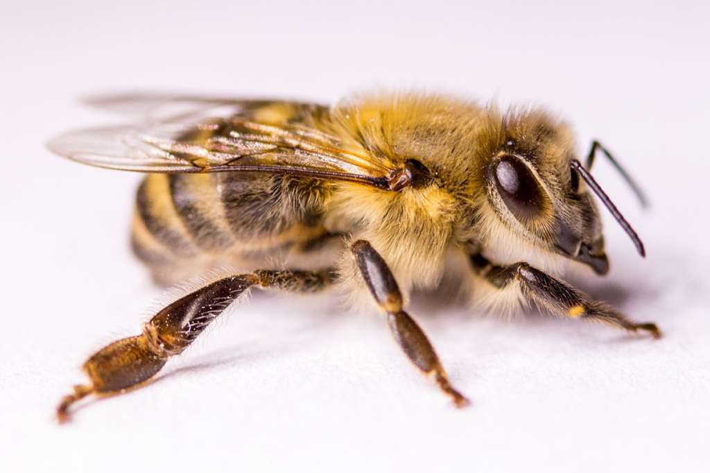 Abeja del Norte
