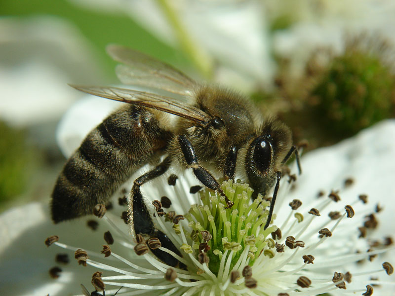 Abeja polesie