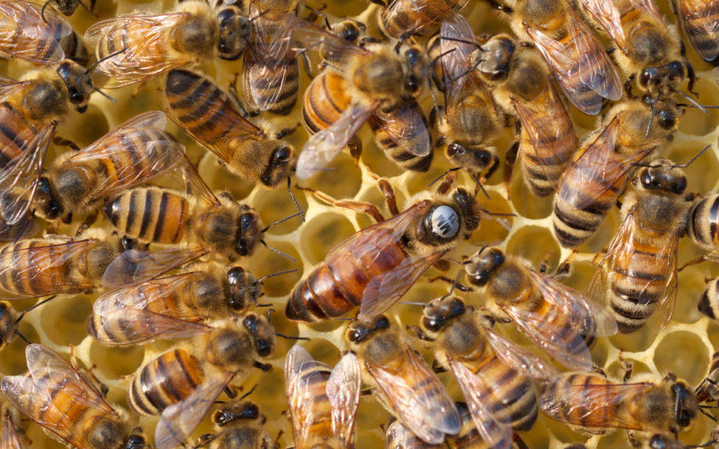abejas ucranianas