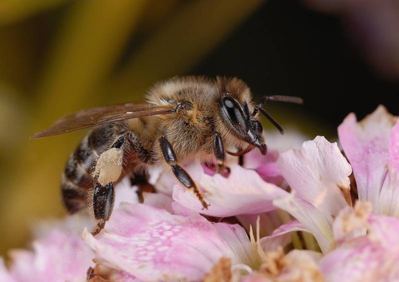 abeja del Lejano Oriente
