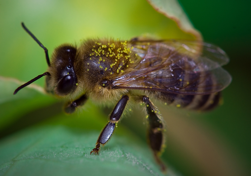 Abeja alemana