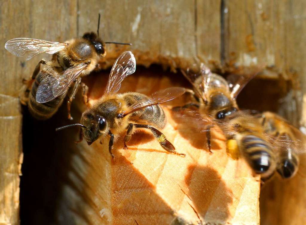 Abejas bashkires
