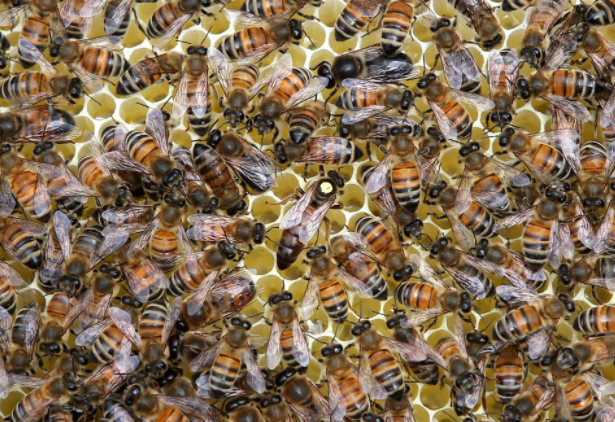 Abejas Buckfast