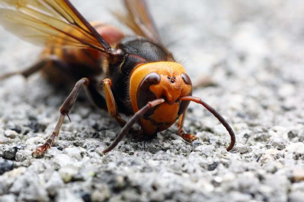 abeja asiática