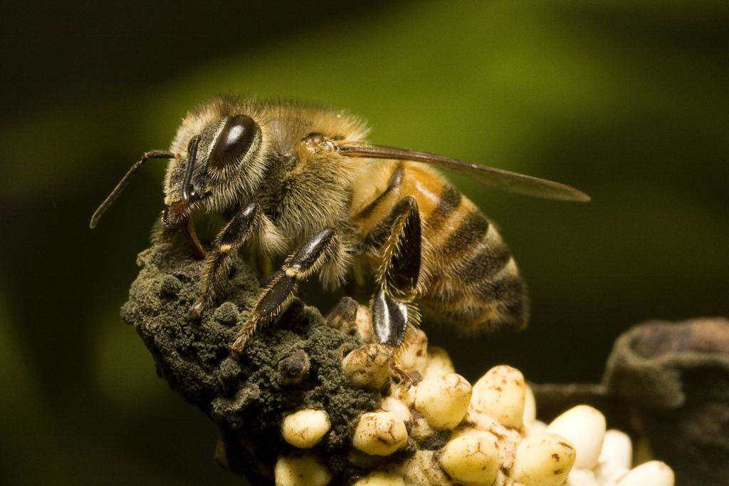 abeja europea