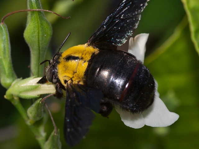 abejas tailandesas