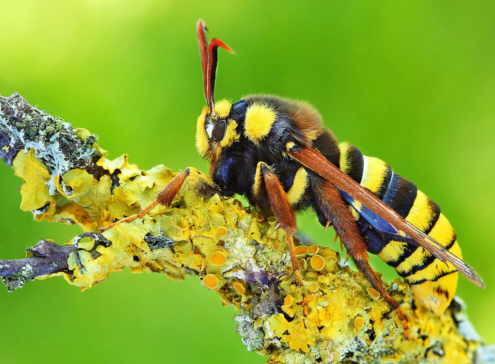 Abeja tigre