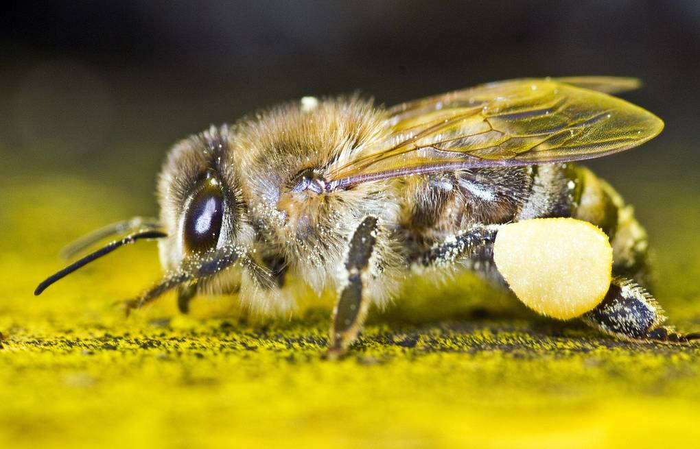 abeja de Altai