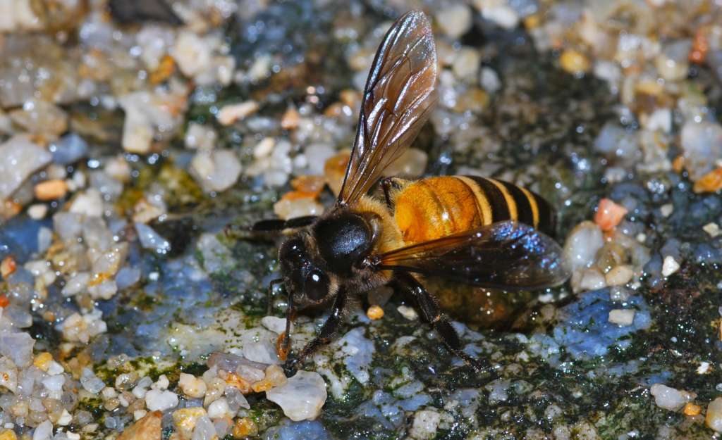 abejas del Himalaya