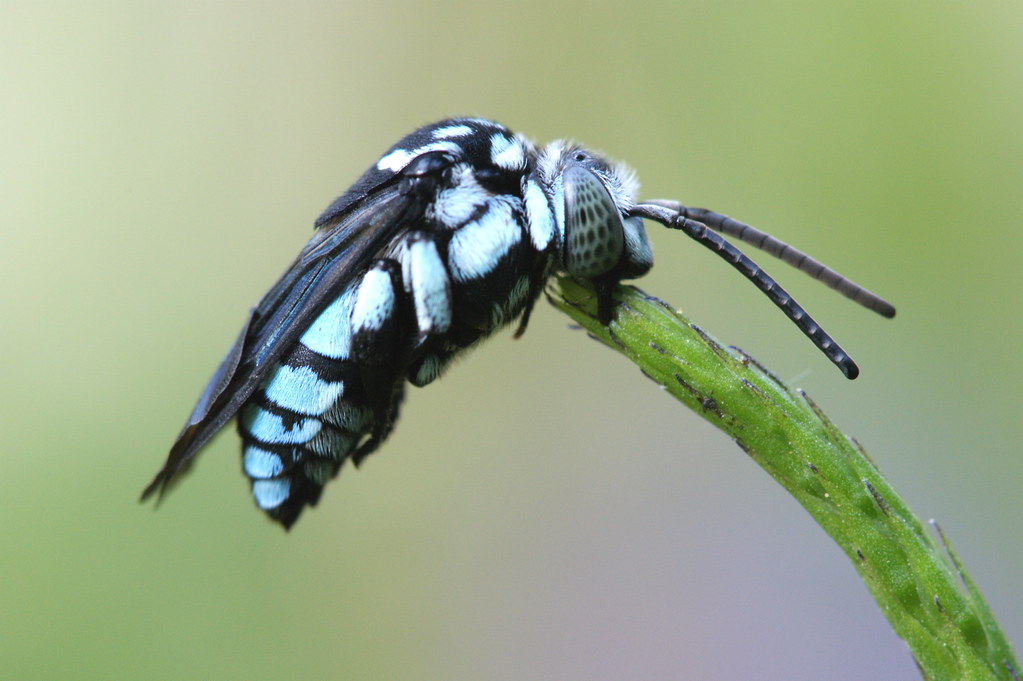 Razas y tipos de abejas con fotos y descripciones