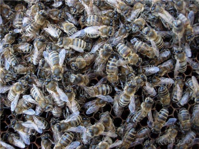 Abejas Prioksky