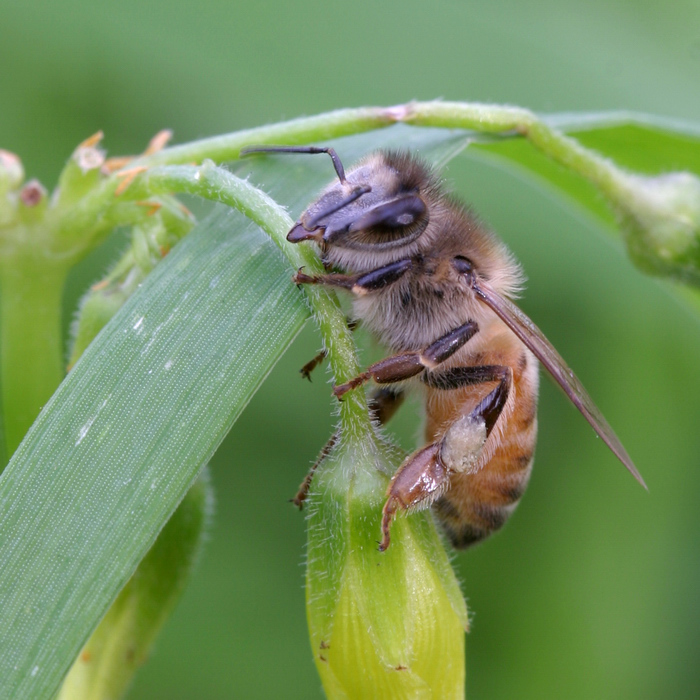 abejas enanas