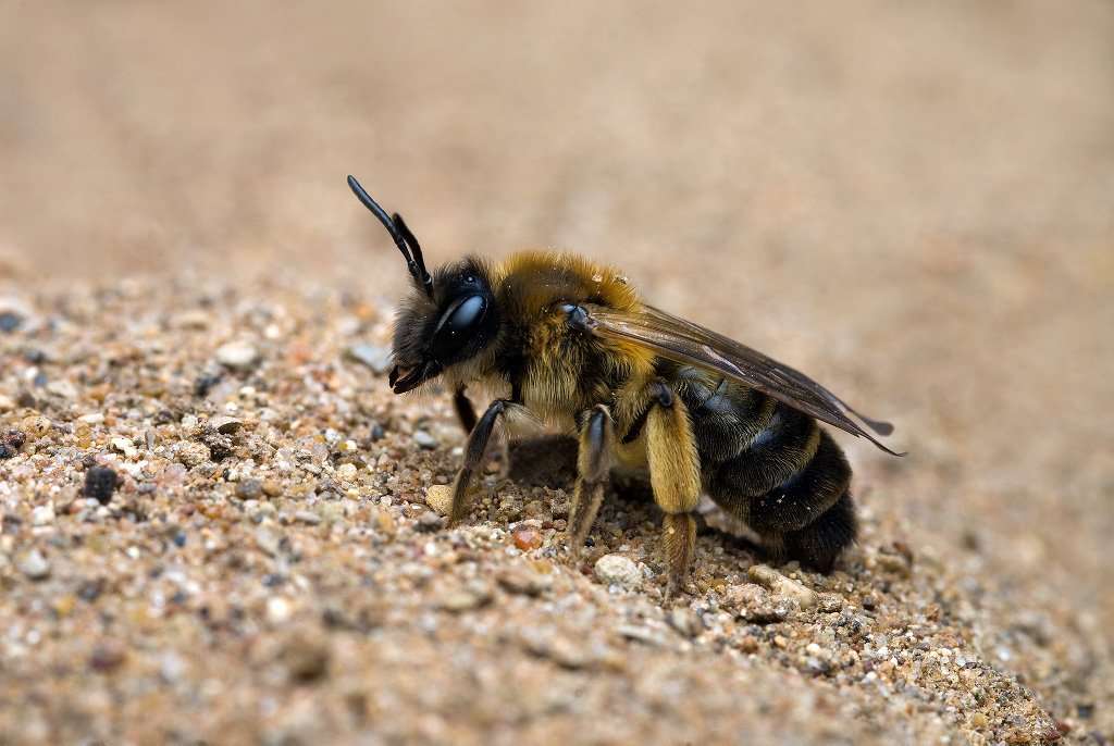 Abejas terrestres