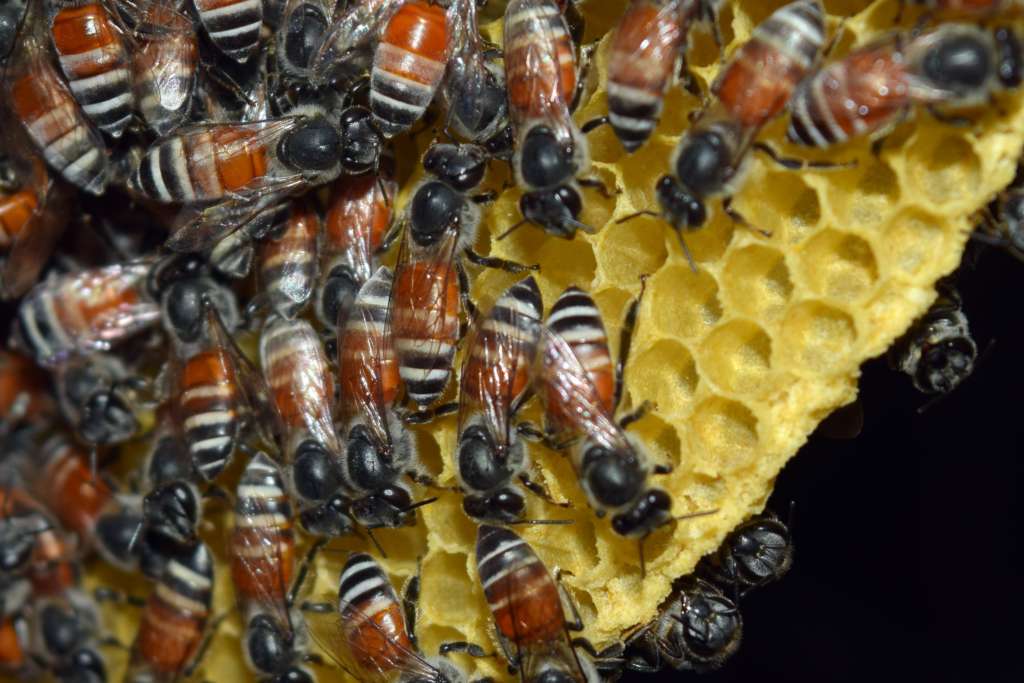 abejas africanas