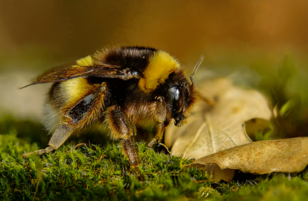 Abeja del bosque