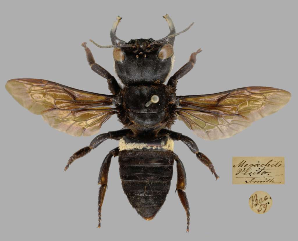 Megachile Plutón