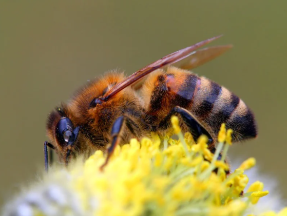 Abeja caucásica amarilla