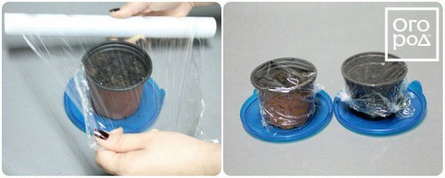 Secretos de la siembra de plántulas de berenjena.