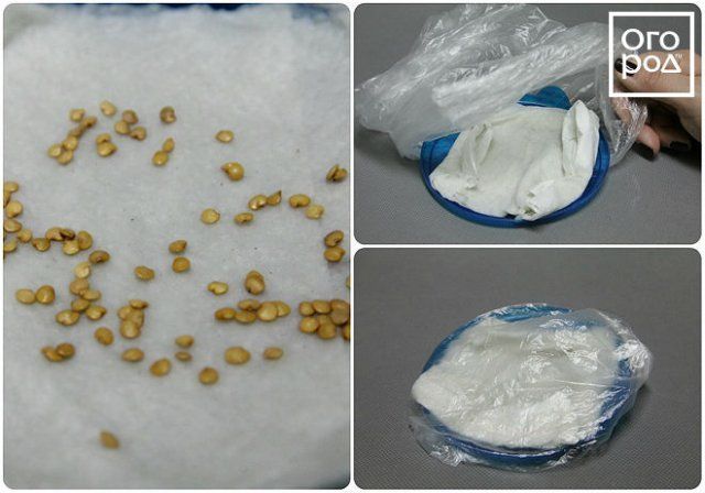 Germinación de semillas de berenjena