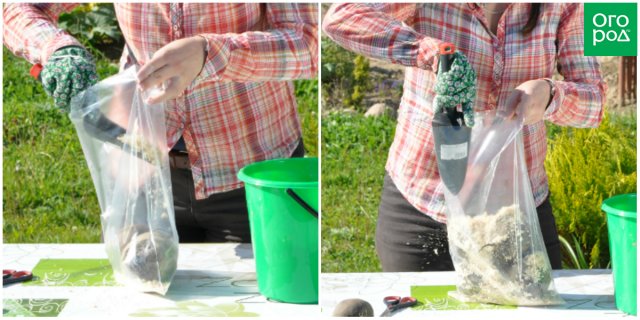 Cómo almacenar remolacha: 4 maneras fáciles (clase magistral con fotos)