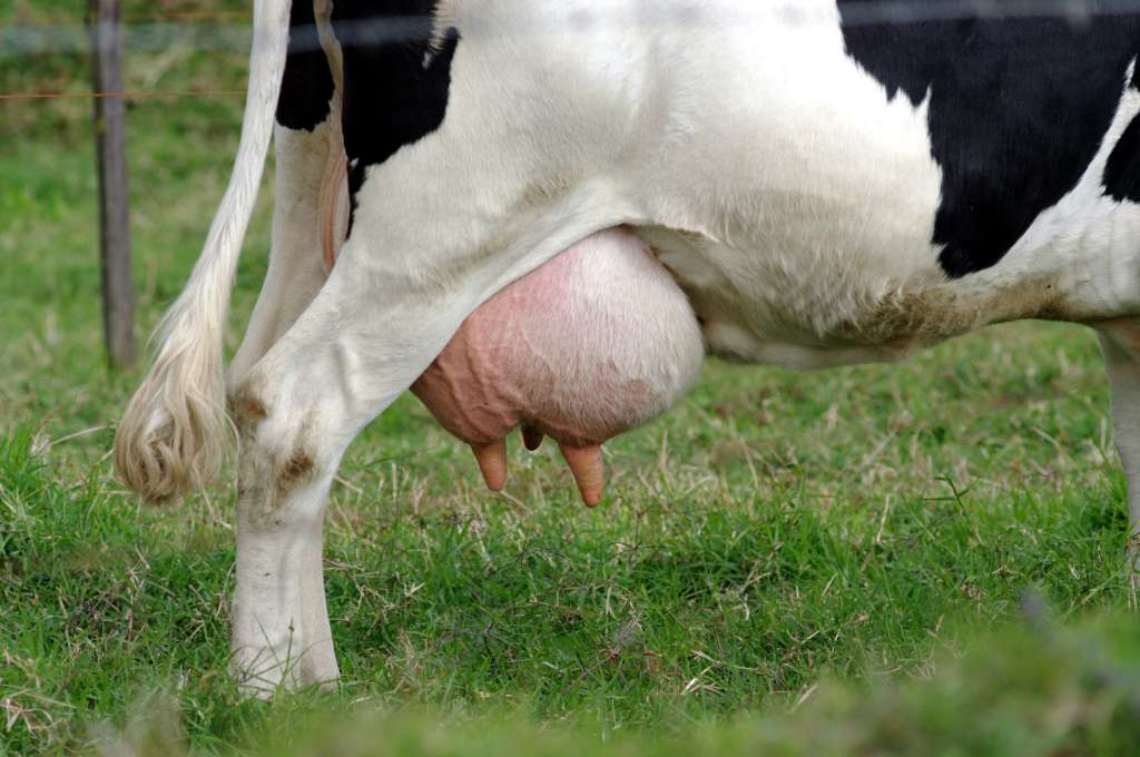 ubre de vaca
