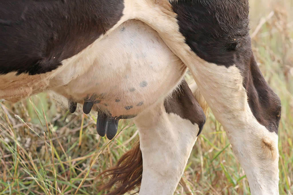 ubre de vaca