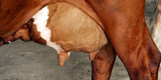 ubre de vaca