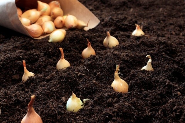 plantando cebollas