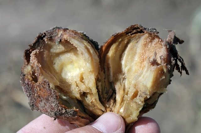 enfermedades de la cebolla