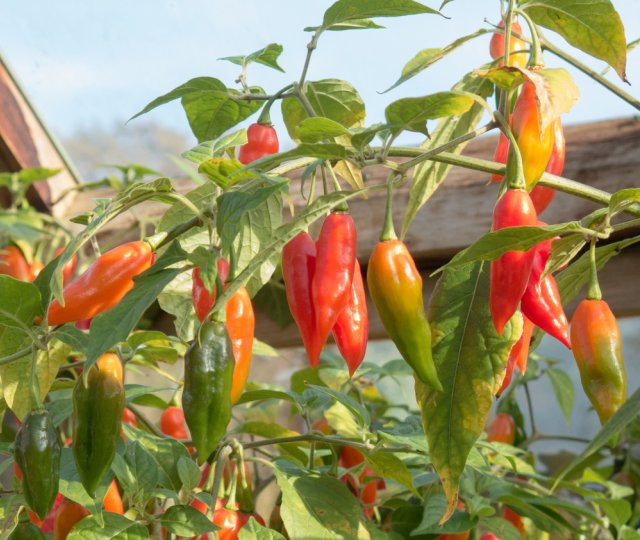 pimiento picante en un invernadero