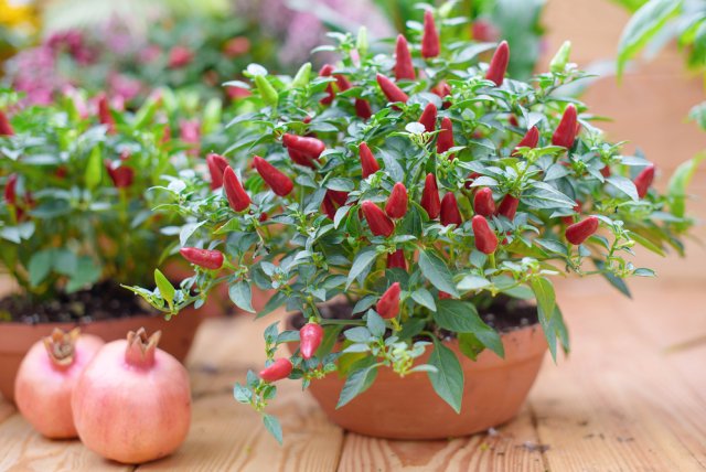 pimiento picante en una olla