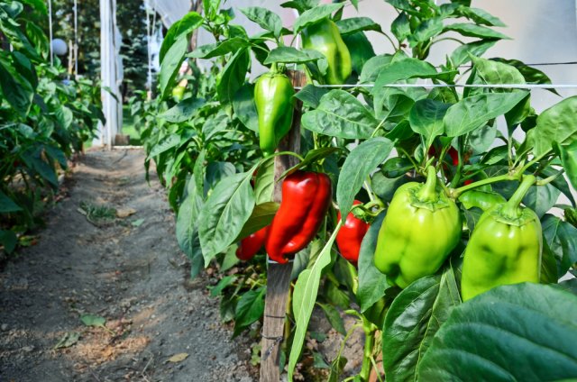 pimiento en el invernadero