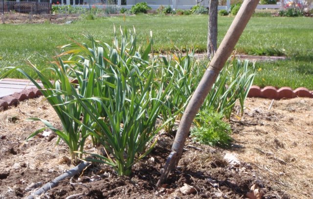 cuidado del ajo de primavera