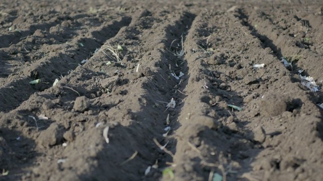 Plantar ajo de primavera en primavera
