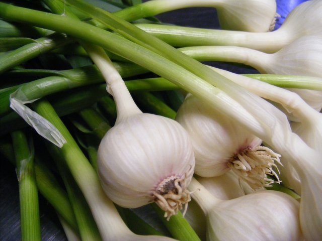 ajo de primavera