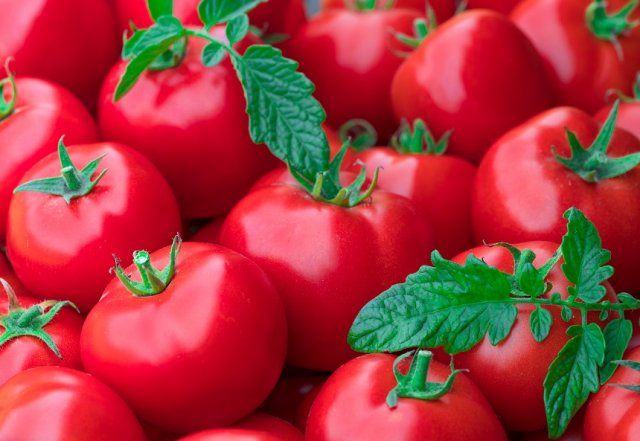 tomates